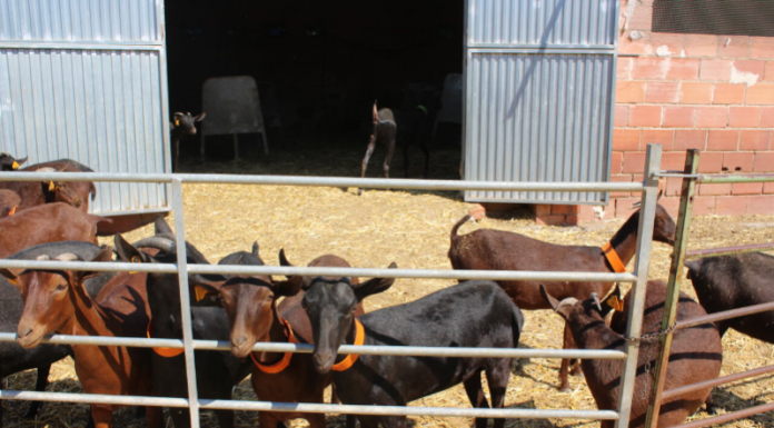 ¿En qué región han desaparecido el 40 por ciento de las explotaciones de ovino y caprino de leche? cabras