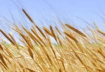 Más oferta y compradores parados mantienen la presión bajista de los cereales en el final de año cereales