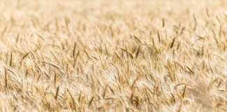 Unión de Uniones insta a ENESA a revisar las coberturas de los seguros agrarios cereales