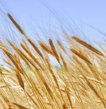 Más oferta y compradores parados mantienen la presión bajista de los cereales en el final de año cereales