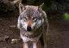 Las organizaciones agrarias denuncian que el Gobierno ignora deliberadamente al sector ganadero en el informe del lobo lobo