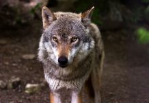 Las organizaciones agrarias denuncian que el Gobierno ignora deliberadamente al sector ganadero en el informe del lobo lobo