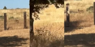 Vídeo. Un lobo ataca a plena luz del día a una oveja a 50 metros de viviendas lobo