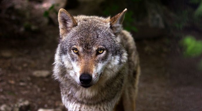 Las organizaciones agrarias denuncian que el Gobierno ignora deliberadamente al sector ganadero en el informe del lobo lobo