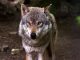 Las organizaciones agrarias denuncian que el Gobierno ignora deliberadamente al sector ganadero en el informe del lobo lobo