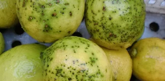 Los cítricos sudafricanos ya acumulan este año 13 detecciones de mancha negra cítricos sudafricanos