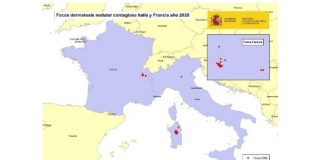 Preocupación en el sector ganadero por la Dermatosis Nodular Contagiosa (DNC) Dermatosis Nodular Contagiosa