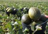 Caídas del precio del melón en la segunda sesión de la Lonja de Castilla-La Mancha melones