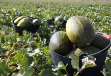 Inciden en la importancia de planificar las plantaciones de melón y sandía en Castilla-La Mancha ante un mercado volátil y costes al alza melones