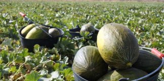 Los precios en origen de melón y sandía de Castilla-La Mancha siguen bajando melones