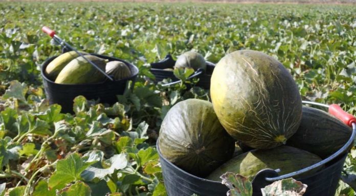 Inciden en la importancia de planificar las plantaciones de melón y sandía en Castilla-La Mancha ante un mercado volátil y costes al alza melones