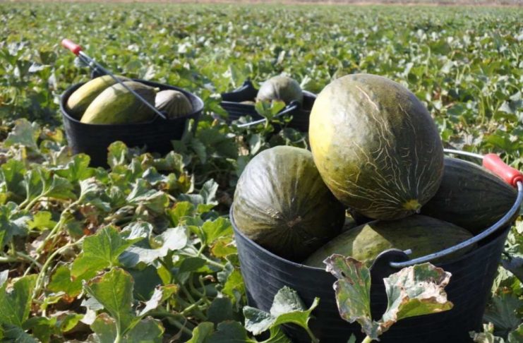 Inciden en la importancia de planificar las plantaciones de melón y sandía en Castilla-La Mancha ante un mercado volátil y costes al alza melones