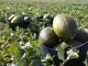Fuerte subida del melón y la sandía de Castilla-La Mancha en el tramo final de la campaña melones