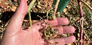 Las últimas tormentas dañan entre el 50 y 100 por ciento de cultivos de viñedo y olivar de pueblos de Cuenca pedrisco Cuenca