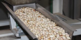 Prevé una cosecha histórica de pistacho esta campaña en Castilla-La Mancha pistachos