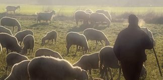 Alerta de la caída de precio y producción de la leche de ovino y caprino rebaño