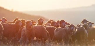Insta a las comunidades autónomas y al Ministerio de Agricultura a aunar esfuerzos contra la lengua azul rebaño