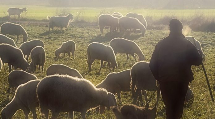 Alerta de la caída de precio y producción de la leche de ovino y caprino rebaño