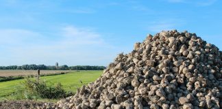 Advierten sobre la desaparición del cultivo de la remolacha en España remolacha