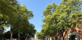 Aseguran que la Junta de Andalucía no parará la tala de olivos tradicionales en Jaén tala de olivos