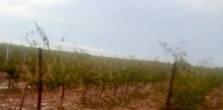 Las tormentas vuelven a dañar diversos cultivos de pueblos de Albacete y Cuenca tormentas Cuenca