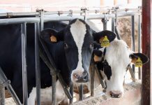 Castilla-La Mancha convoca subvenciones al control del rendimiento lechero vacas de leche