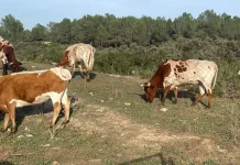 Pide más control epidemiológico al ganado francés ante la dermatosis nodular contagiosa ganadería