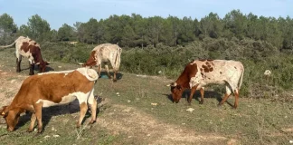 Diversos estudios reducen el impacto ambiental de la ganadería a la mitad ganadería