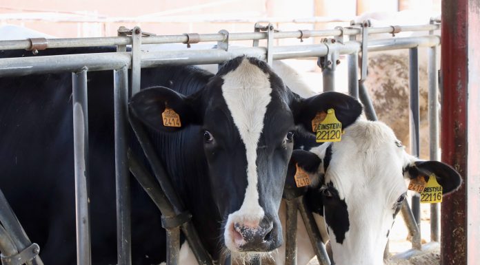 Castilla-La Mancha convoca subvenciones al control del rendimiento lechero vacas de leche