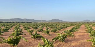 Reclama precios justos para la uva semanas antes del inicio de la vendimia viñas en Extremadura