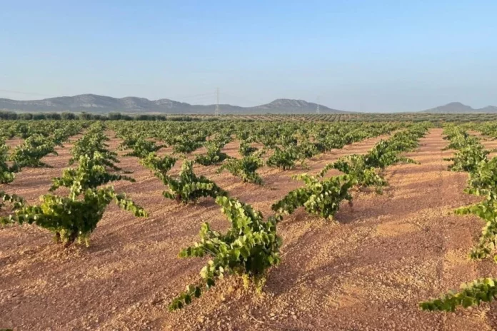 viñas Extremadura viñas en Extremadura