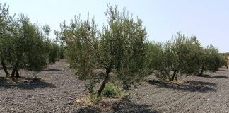 Alerta de una campaña de aceituna de verdeo con fuerte incertidumbre por la mano de obra aceituna de verdeo