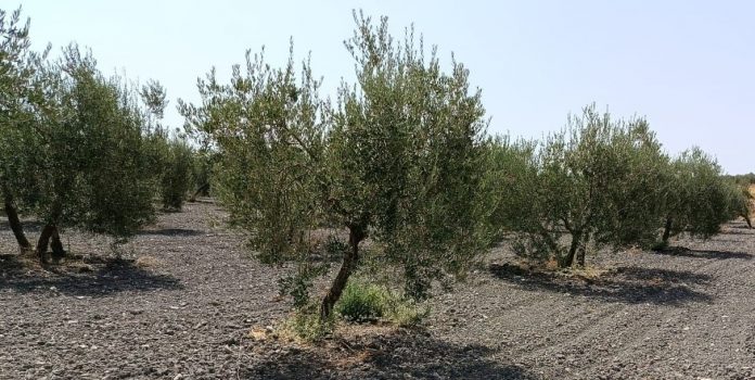 aceituna de verdeo