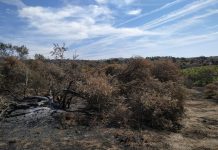 Opinión. El idioma de las cenizas. Ana Plaza. ASAJA Incendios forestales