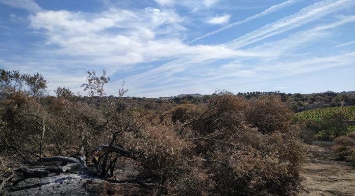 Opinión. El idioma de las cenizas. Ana Plaza. ASAJA Incendios forestales