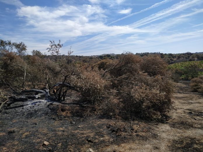 Incendios forestales