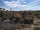 Opinión. El idioma de las cenizas. Ana Plaza. ASAJA Incendios forestales
