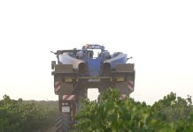 Vídeo. Comienza la vendimia 2025 en la DO La Mancha vendimia 2025