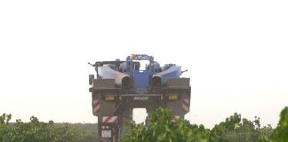 Vídeo. Comienza la vendimia 2025 en la DO La Mancha vendimia 2025