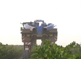 Vídeo. Comienza la vendimia 2025 en la DO La Mancha vendimia 2025