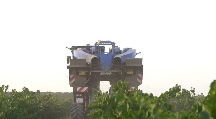 Comienza la vendimia en Castilla-La Mancha sin estimaciones de cosecha vendimia 2025