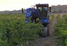 Sube la producción de uva esta vendimia, pero baja el precio Montilla-Moriles
