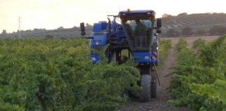 El mildiu y el calor hacen estragos en la vendimia de una reconocida comarca Montilla-Moriles