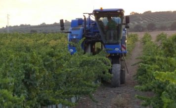 Sube la producción de uva esta vendimia, pero baja el precio Montilla-Moriles