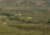 Castilla-La Mancha se convierte en la segunda región en superficie de olivo del mundo olivar