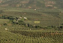 Castilla-La Mancha se convierte en la segunda región en superficie de olivo del mundo olivar