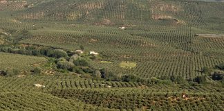 Una Denominación de Origen inicia tratamientos colectivos contra la mosca del olivo olivar