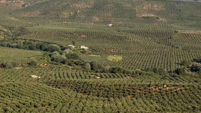 olivar