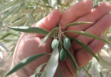 Agroseguro abona 10,4 millones por los siniestros registrados en la última campaña de olivar olivar estrés térmico