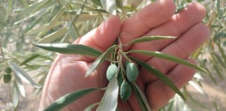Una víctima más de las olas de calor: El olivar de secano olivar estrés térmico
